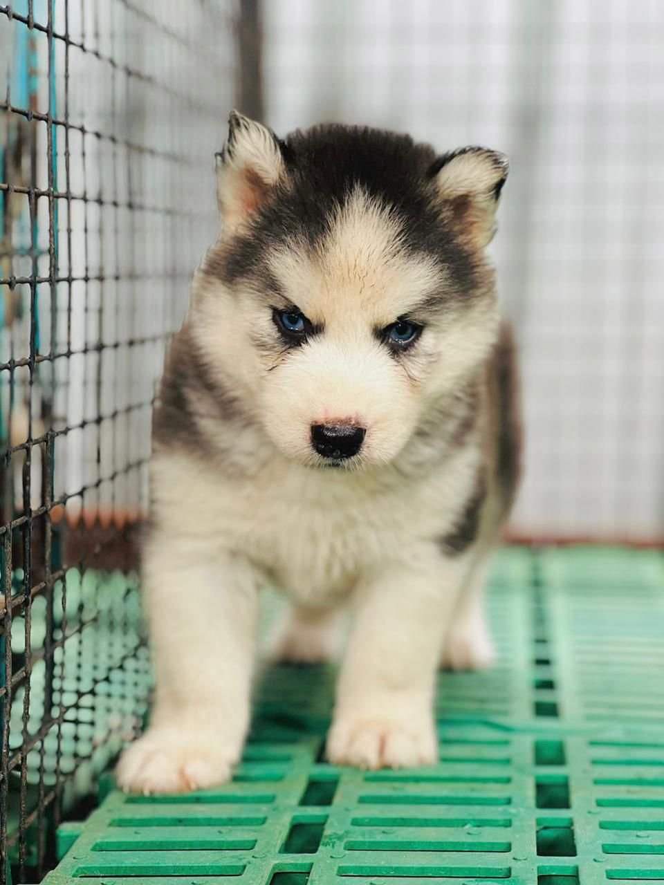 Order Female Siberian Husky Puppy from Hyderabad